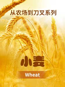 从农场到刀叉： 从农场到刀叉 小麦
