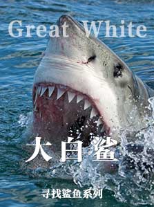 寻找鲨鱼 02 大白鲨