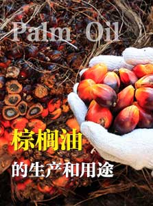 棕榈油的生产和用途