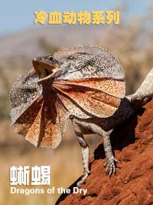 冷血动物 蜥蜴