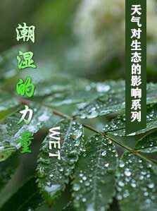 天气对生态的影响（2）潮湿的力量