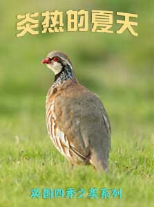英国四季之美（3）炎热的夏天