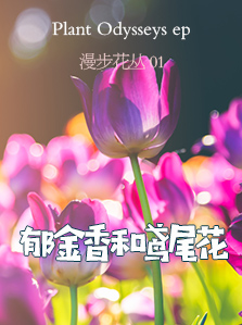 漫步花丛 01 郁金香和鸢尾花
