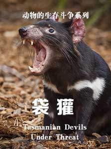 动物的生存斗争 袋獾