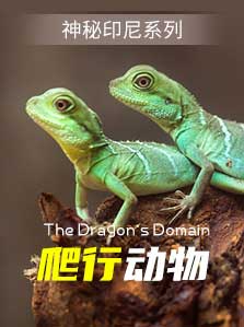 神秘印尼 爬行动物