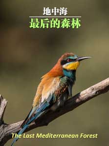 地中海最后的森林