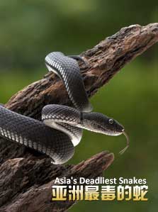 亚洲最毒的蛇