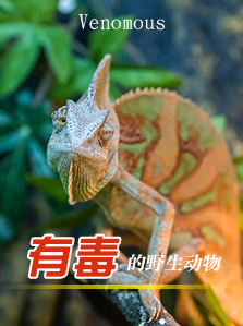 有毒的野生动物