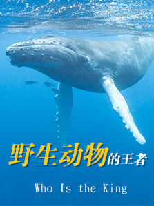 野生动物的王者