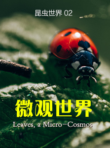 昆虫世界 02 微观世界