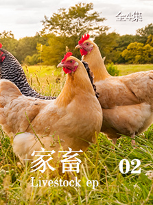 家畜 02