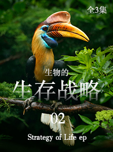 生物的生存战略 02