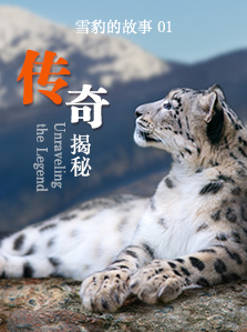 雪豹的故事 01 传奇揭秘