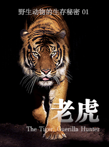 野生动物的生存秘密 01 老虎
