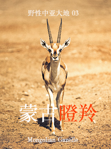 野性中亚大地 03 蒙古瞪羚